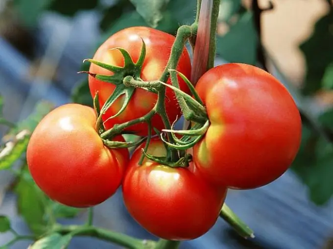 ¿Deben las mujeres embarazadas comer tomates?