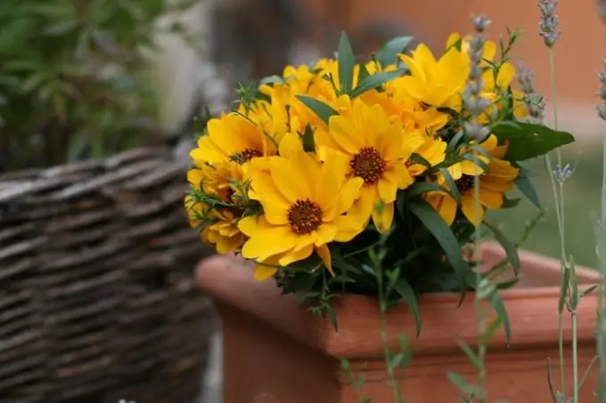 Perché il ragazzo non regala fiori?