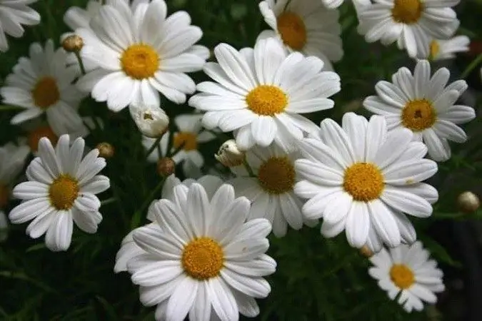 Welche Blumen kann man einem Freund 15 Jahre lang schenken